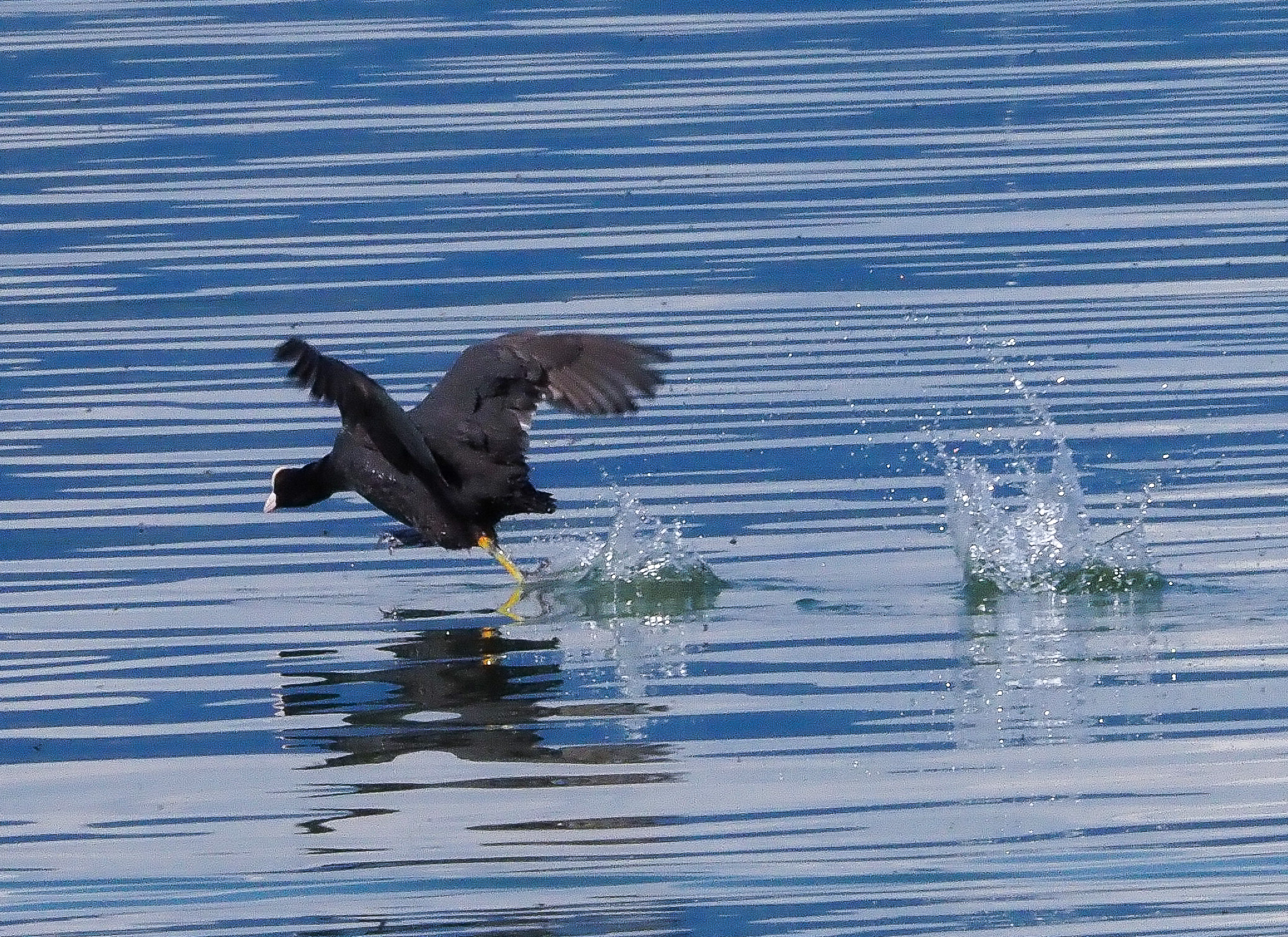 Poule d'eau