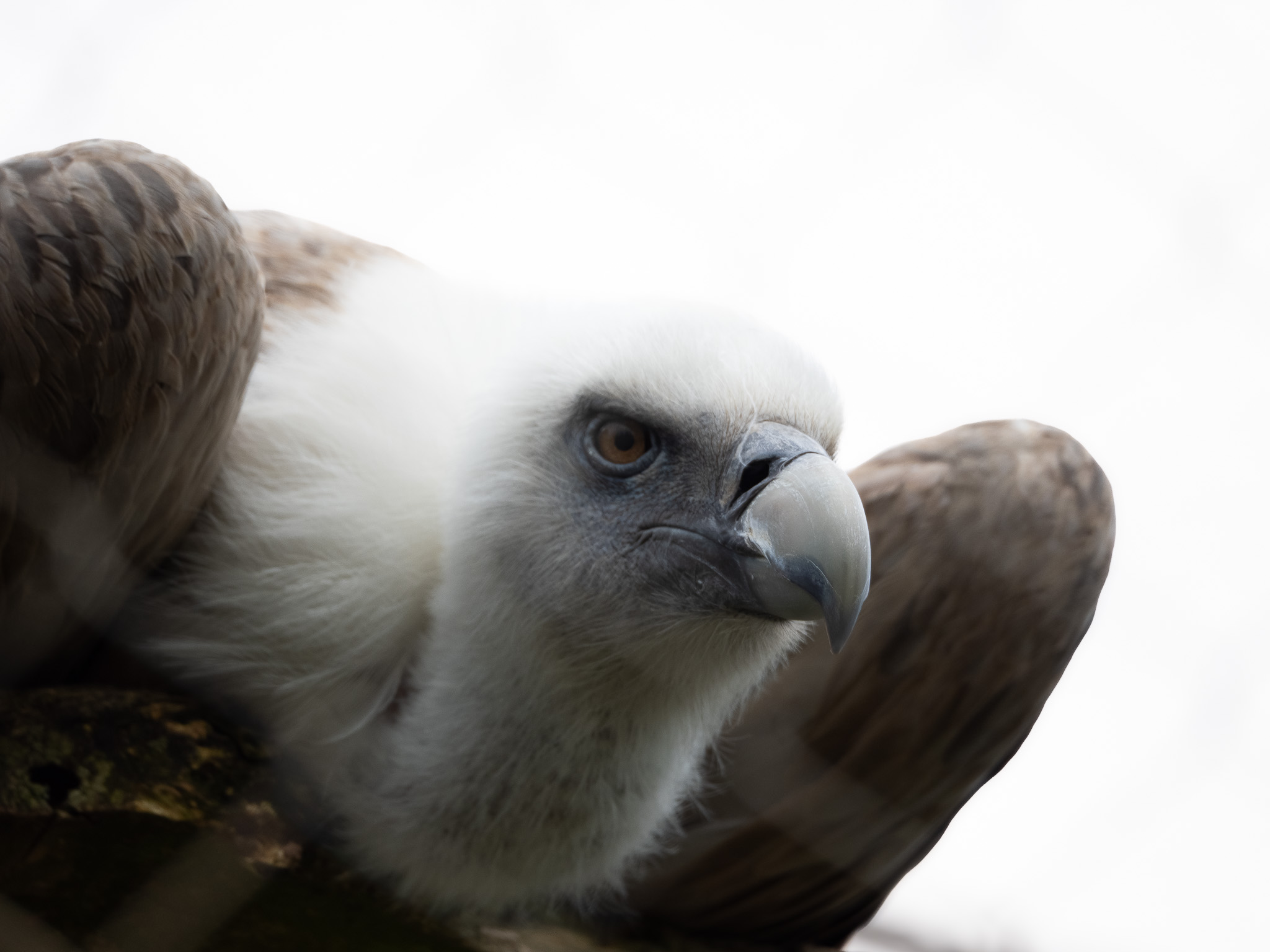 Vautour
