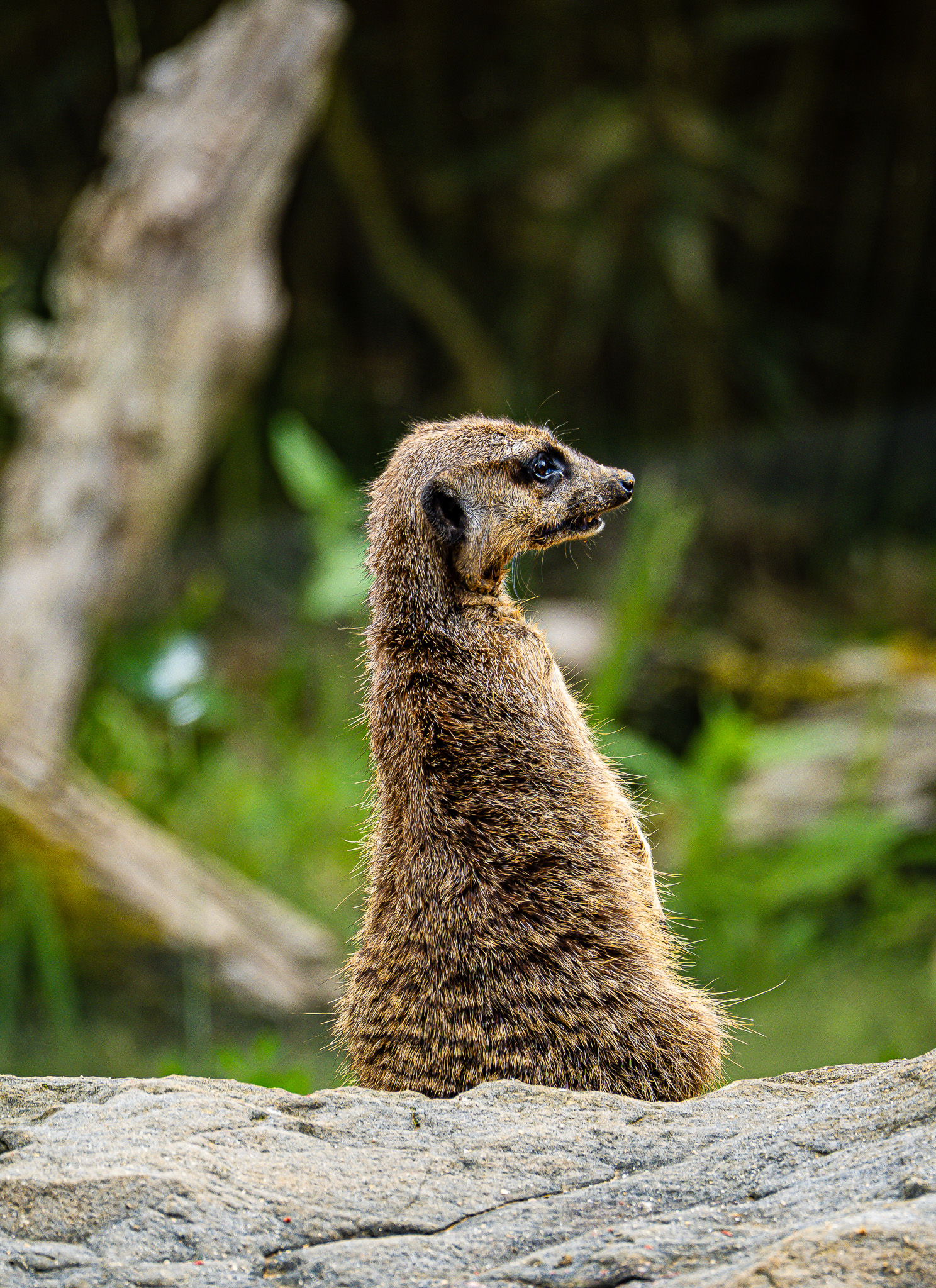 Suricate