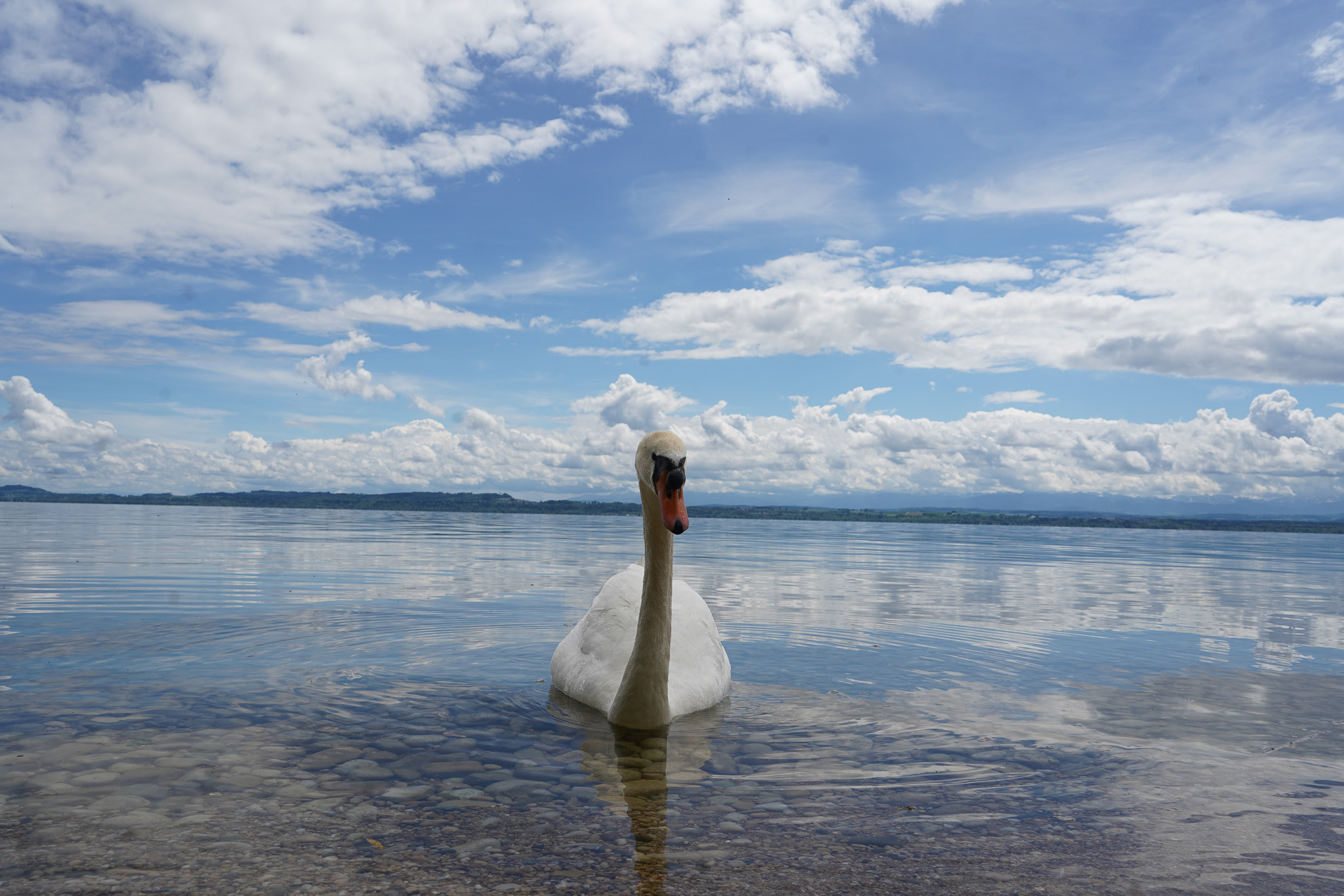 Cygne