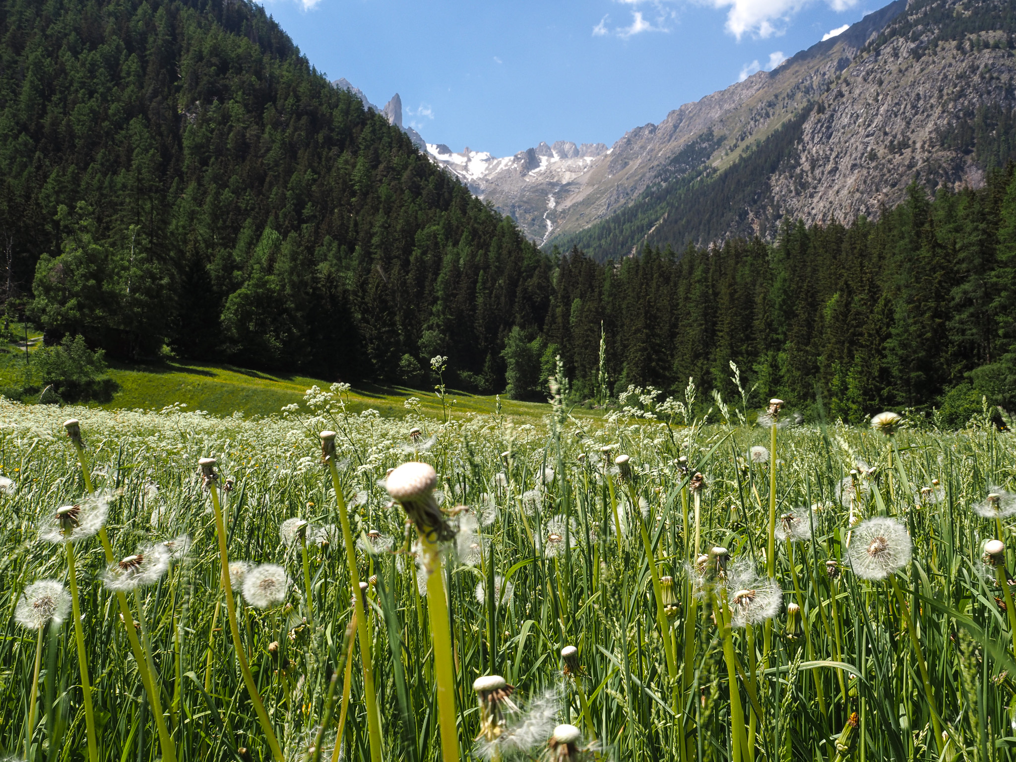 Prairie en montagne