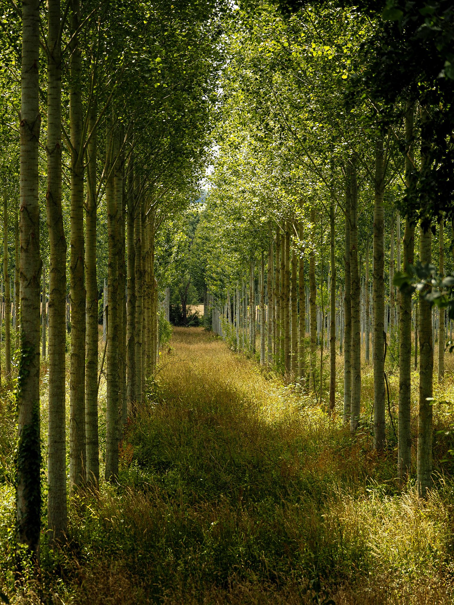 Foret