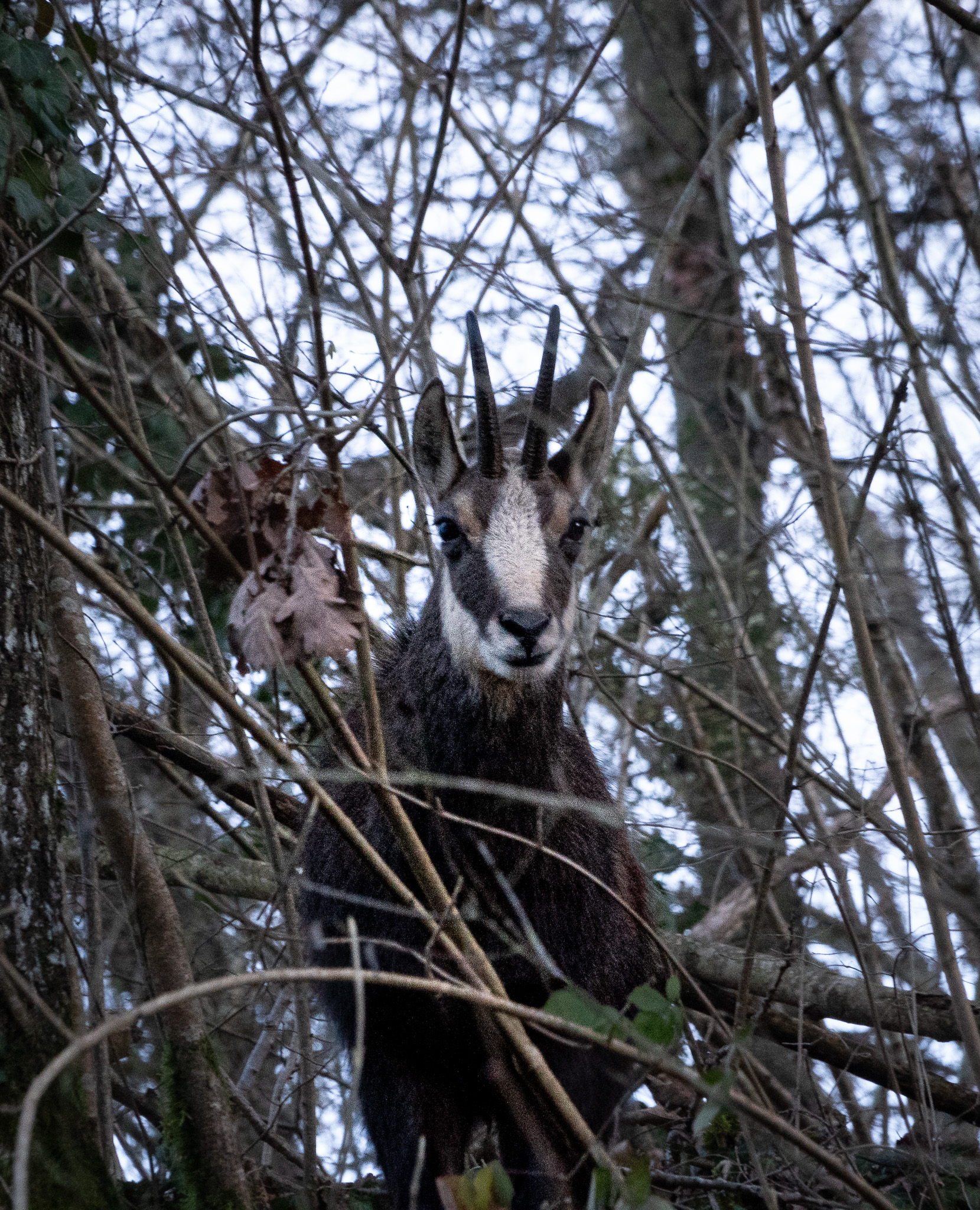 Chamois