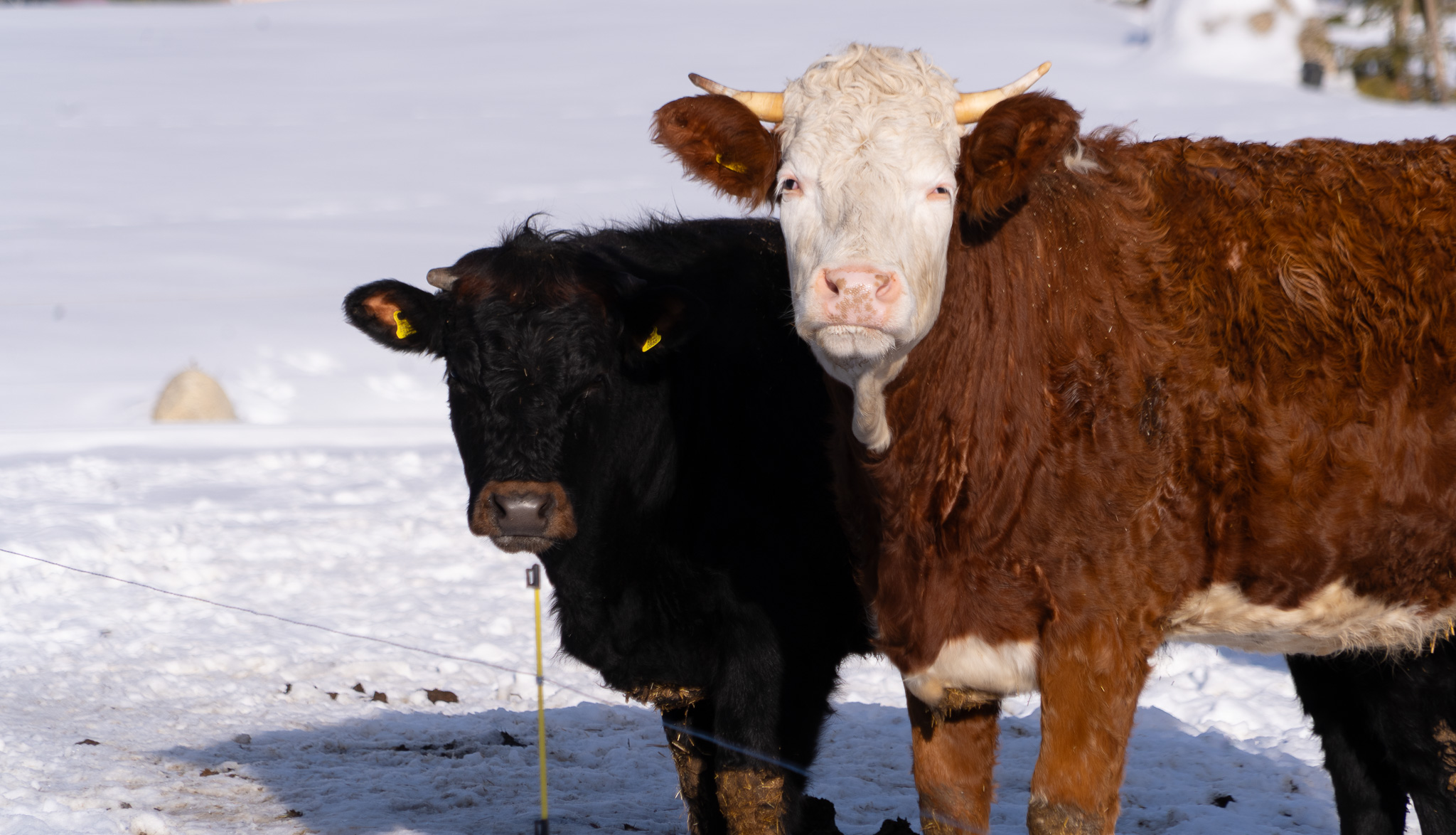 Vache (simmental)