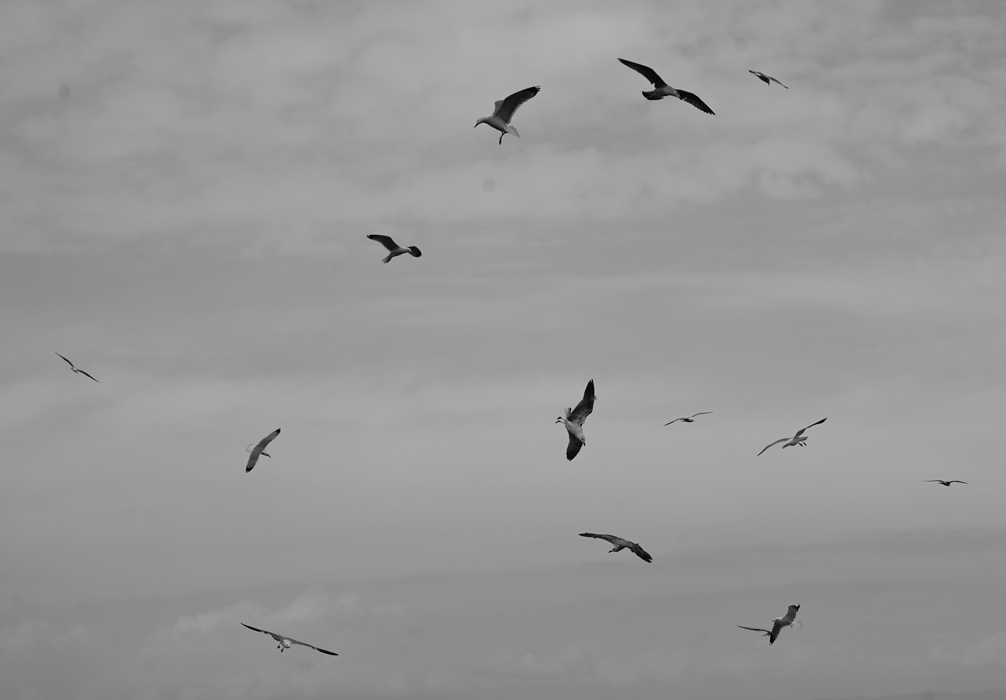 Vol d'oiseaux