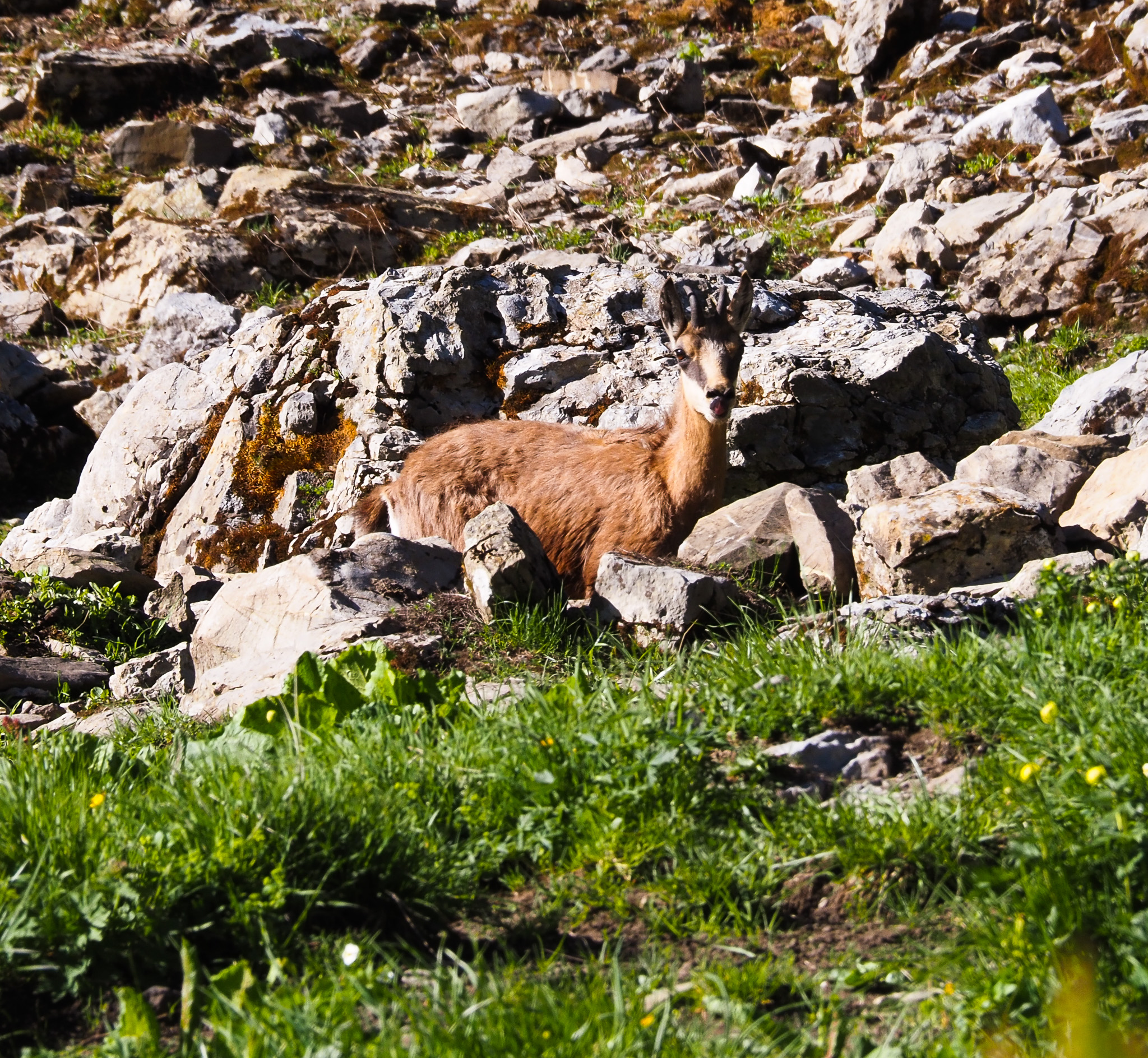 Chamois
