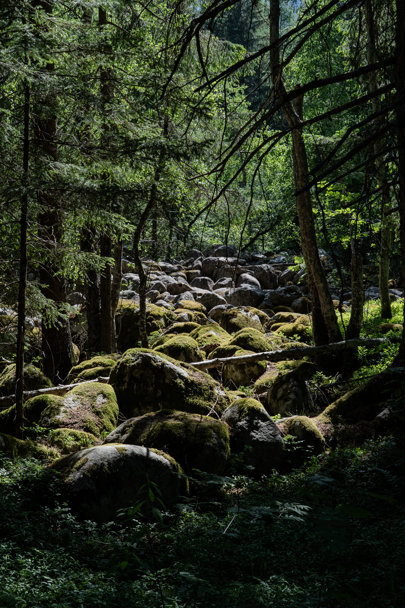 foret