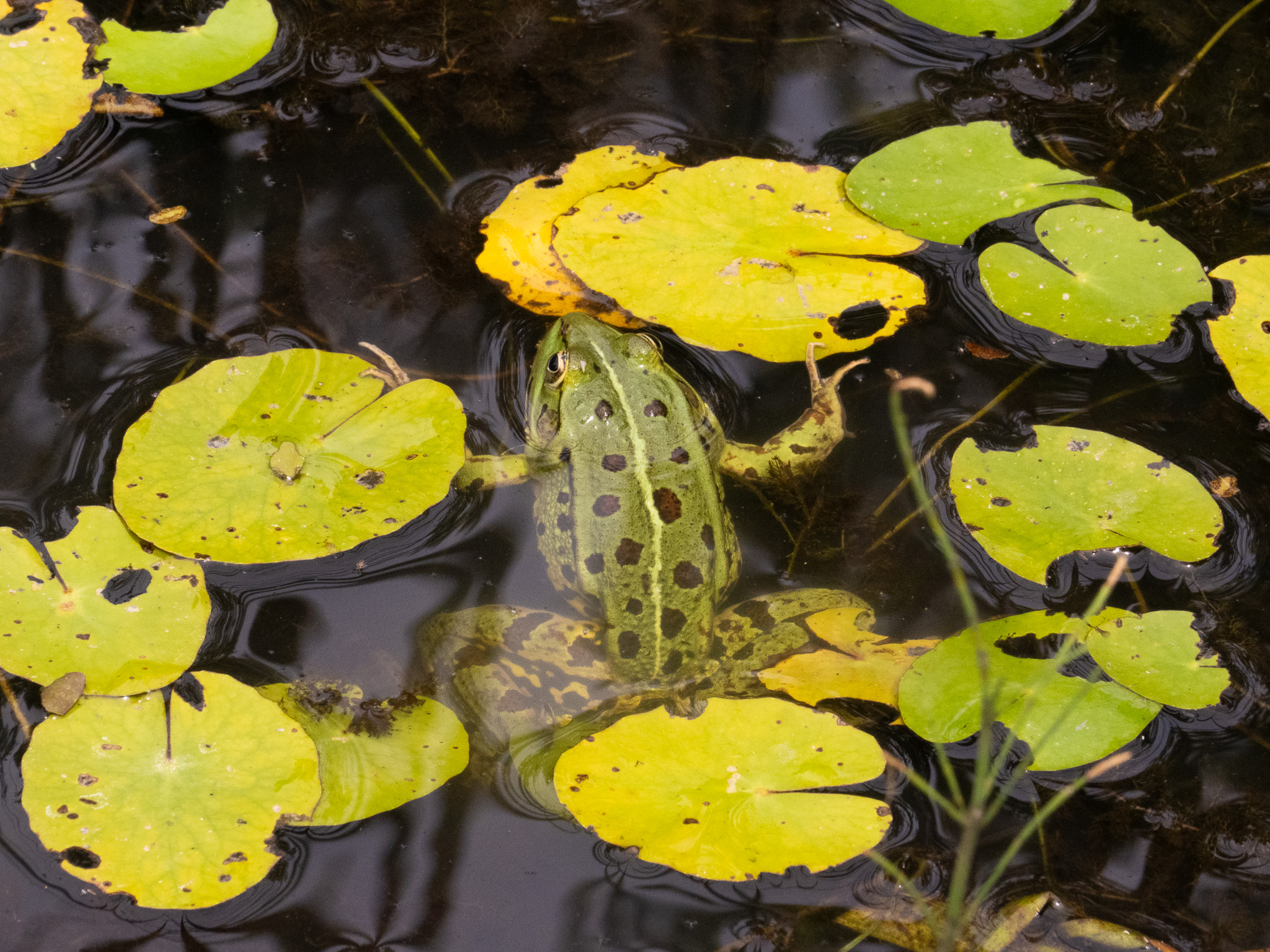 grenouille