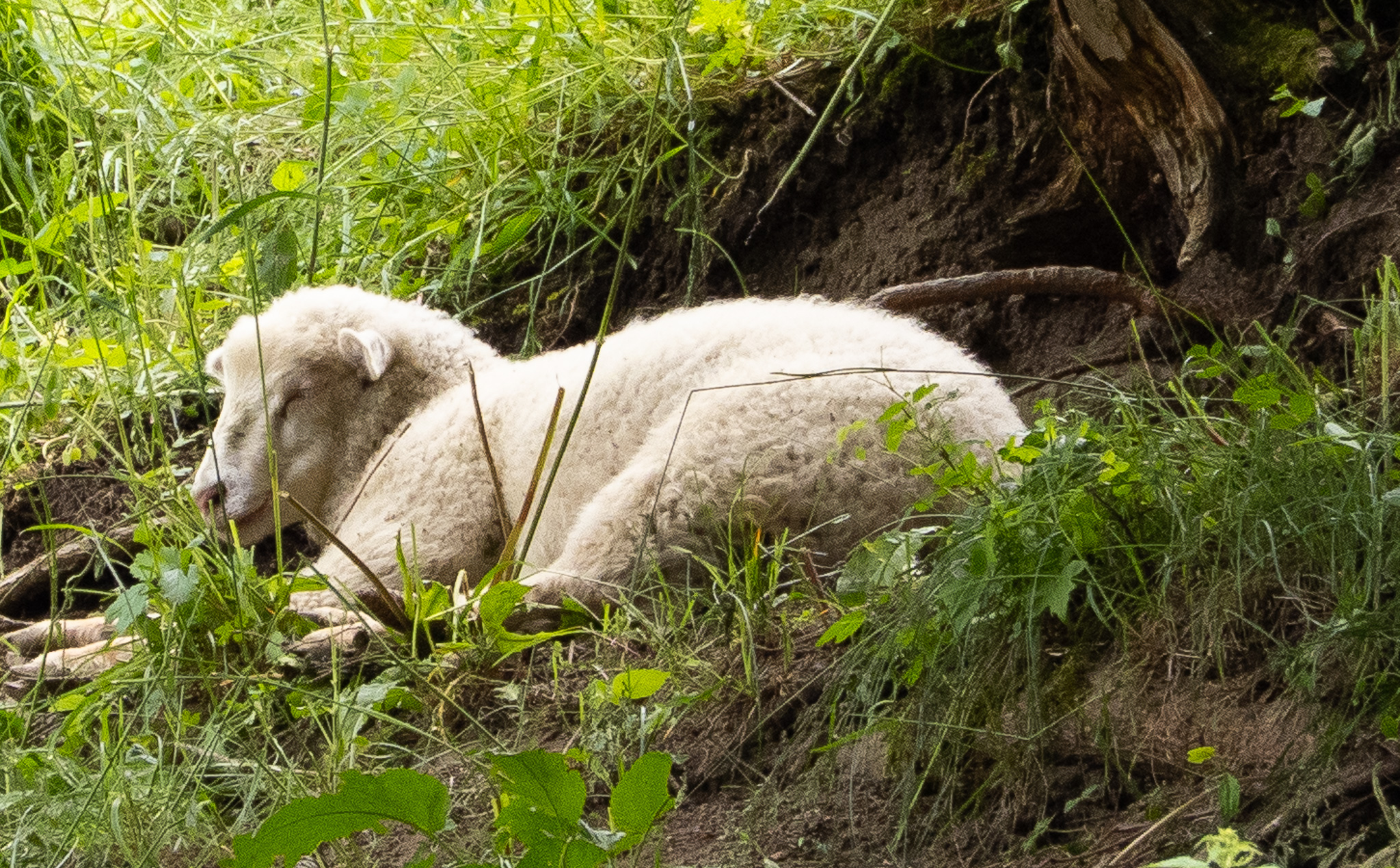 mouton